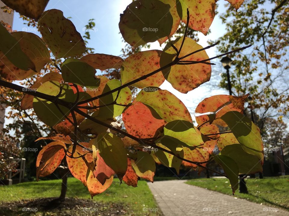 Leaves against the sun