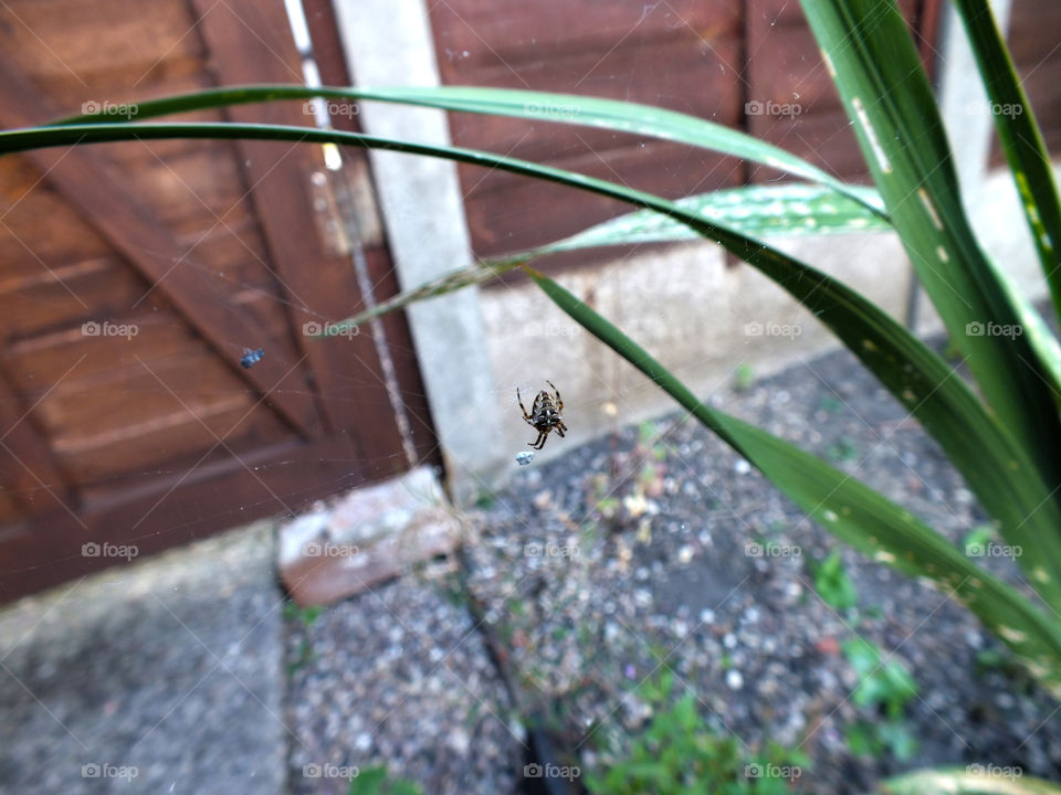 Garden life spider web