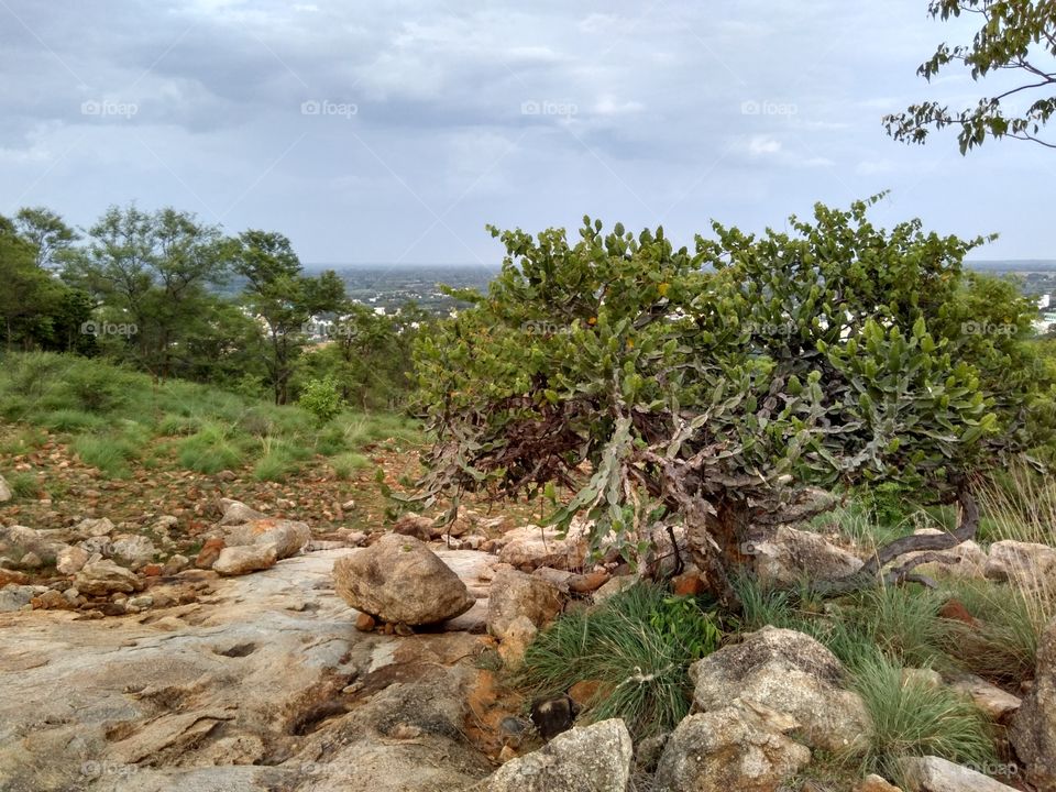 rocks and trees