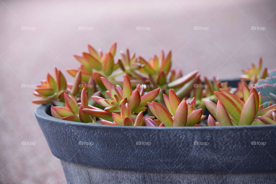 Close-up of succulents in pot