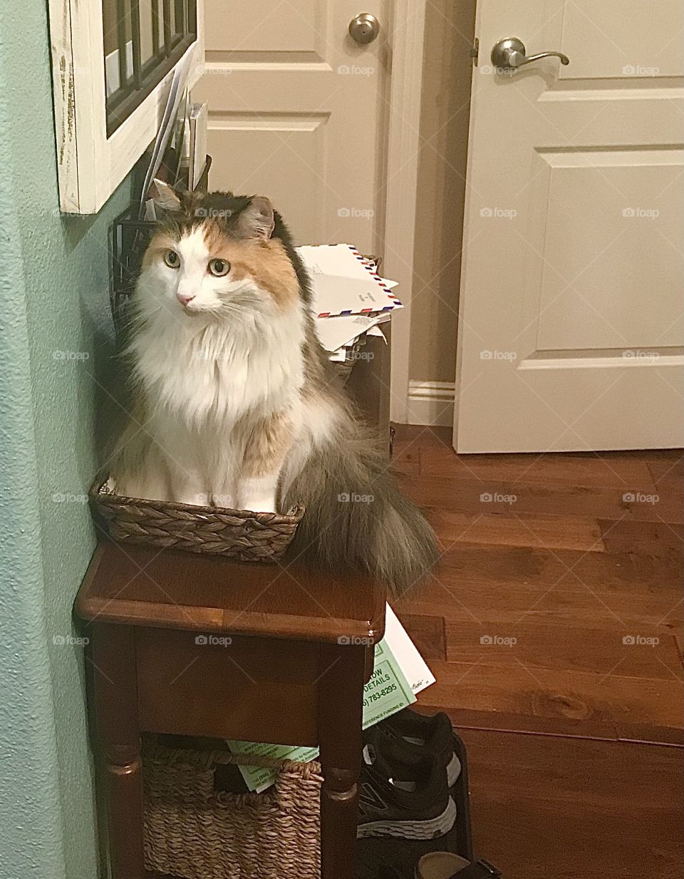 Kitty occupies mail basket 
