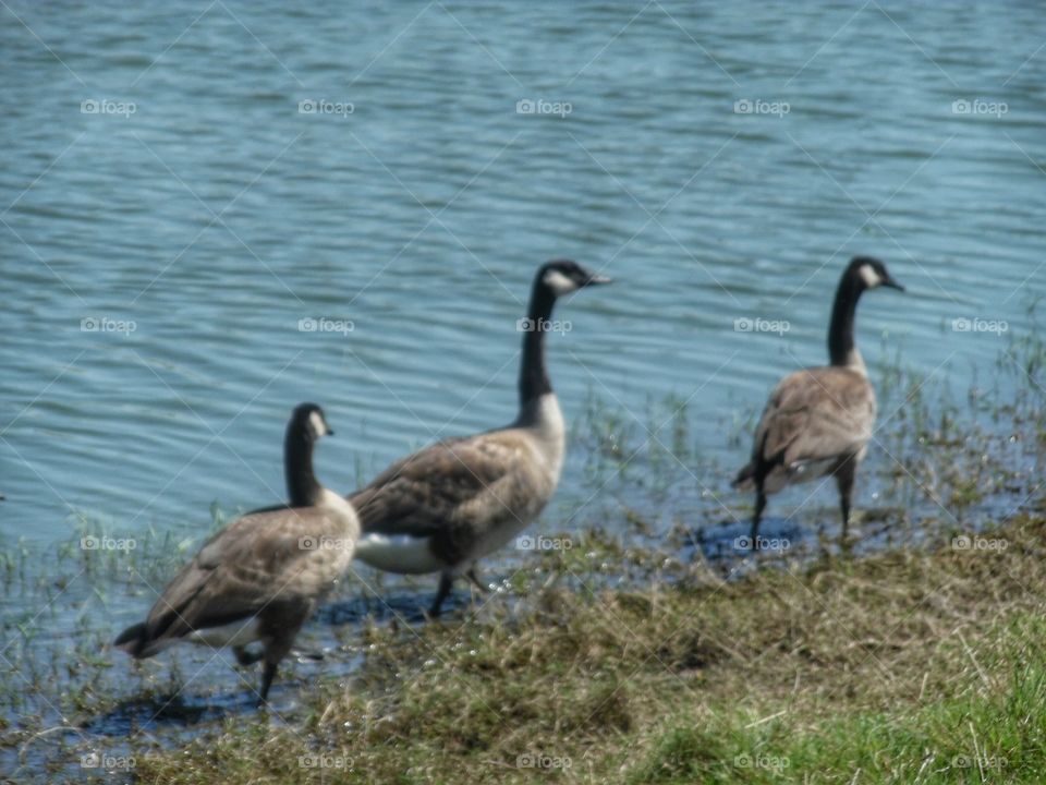 three amigos. This is a picture of some geese that I saw on my way to Jacksboro Texas