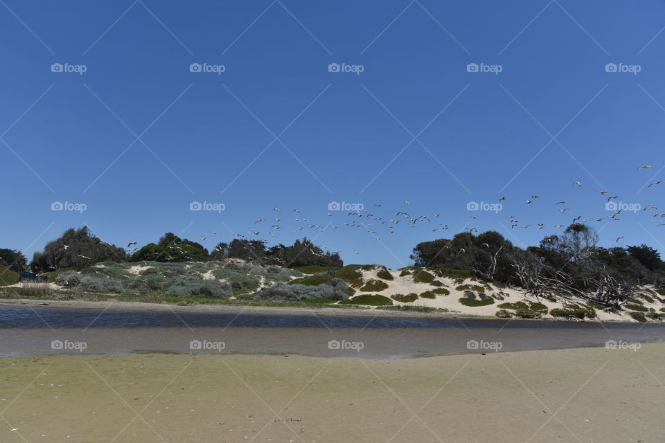 Birds flying over a beach