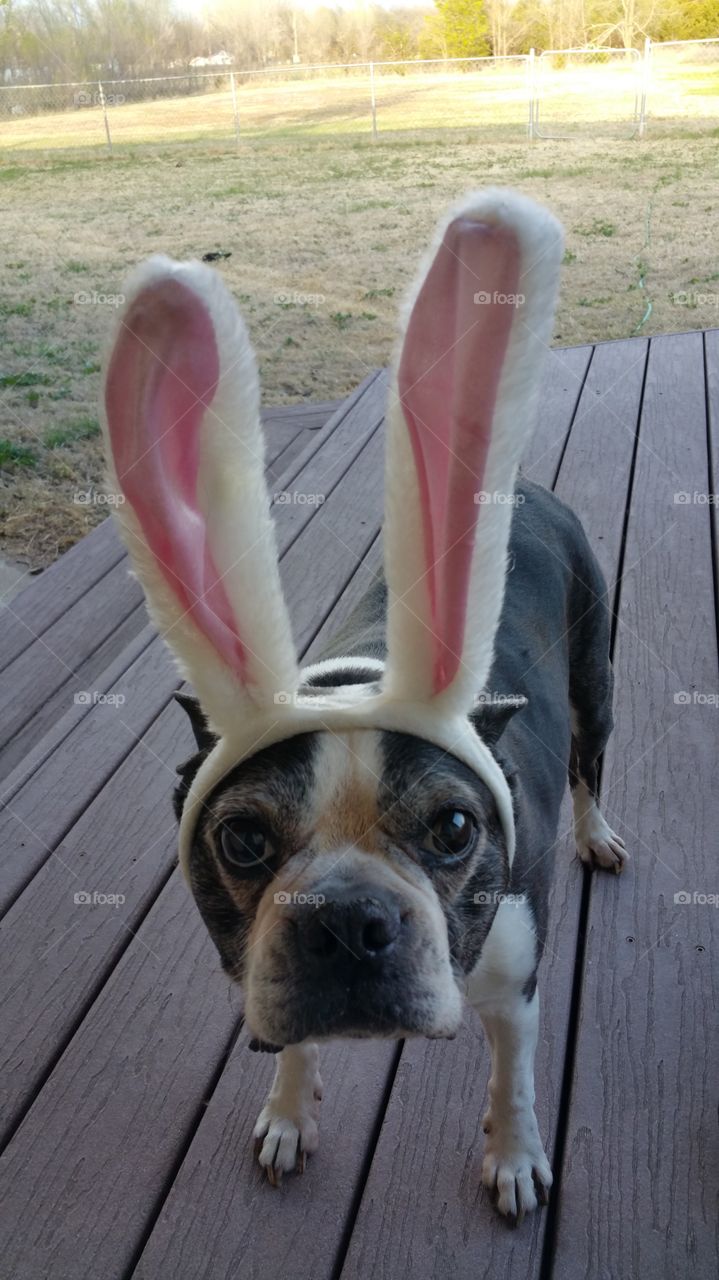 munch the Easter Bunny. my goofy dog