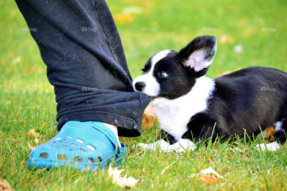 Grass, Dog, Mammal, Cute, Canine