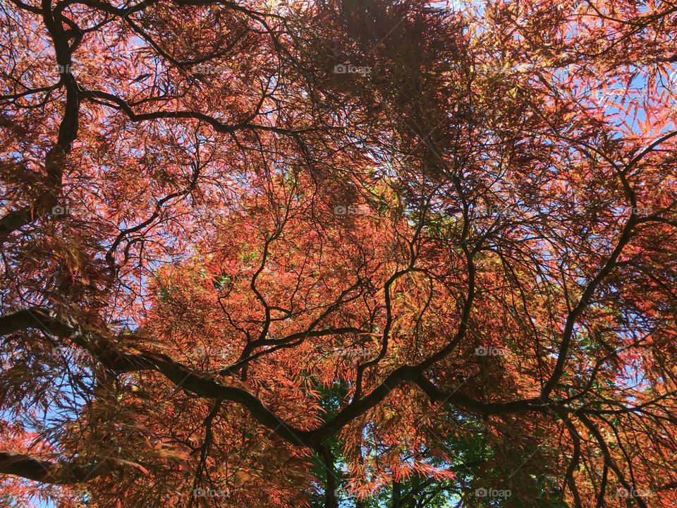 Red Dragon Lace Leaf Japanese Maple