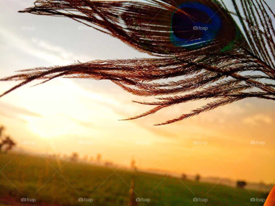 Peacock feather