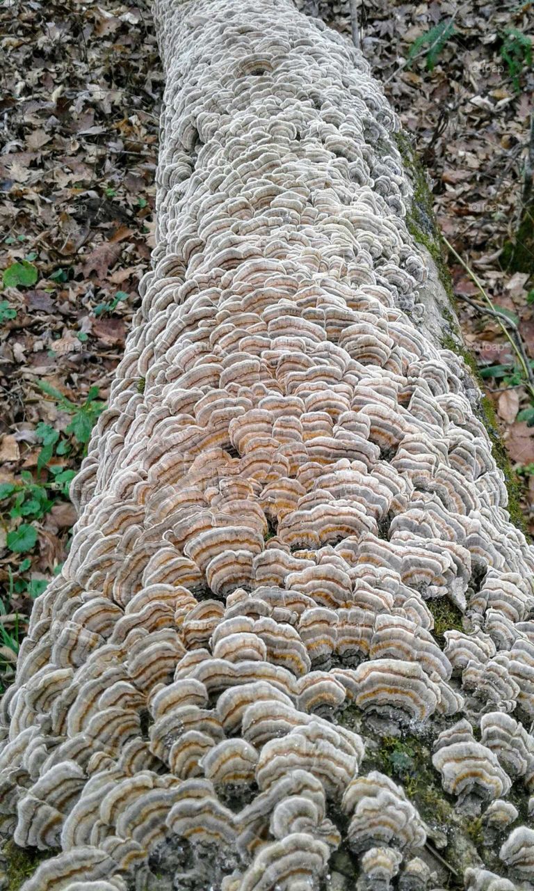 Mushrooms