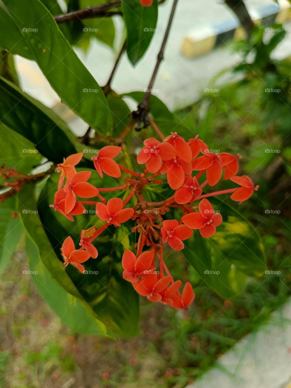 the only flower survived