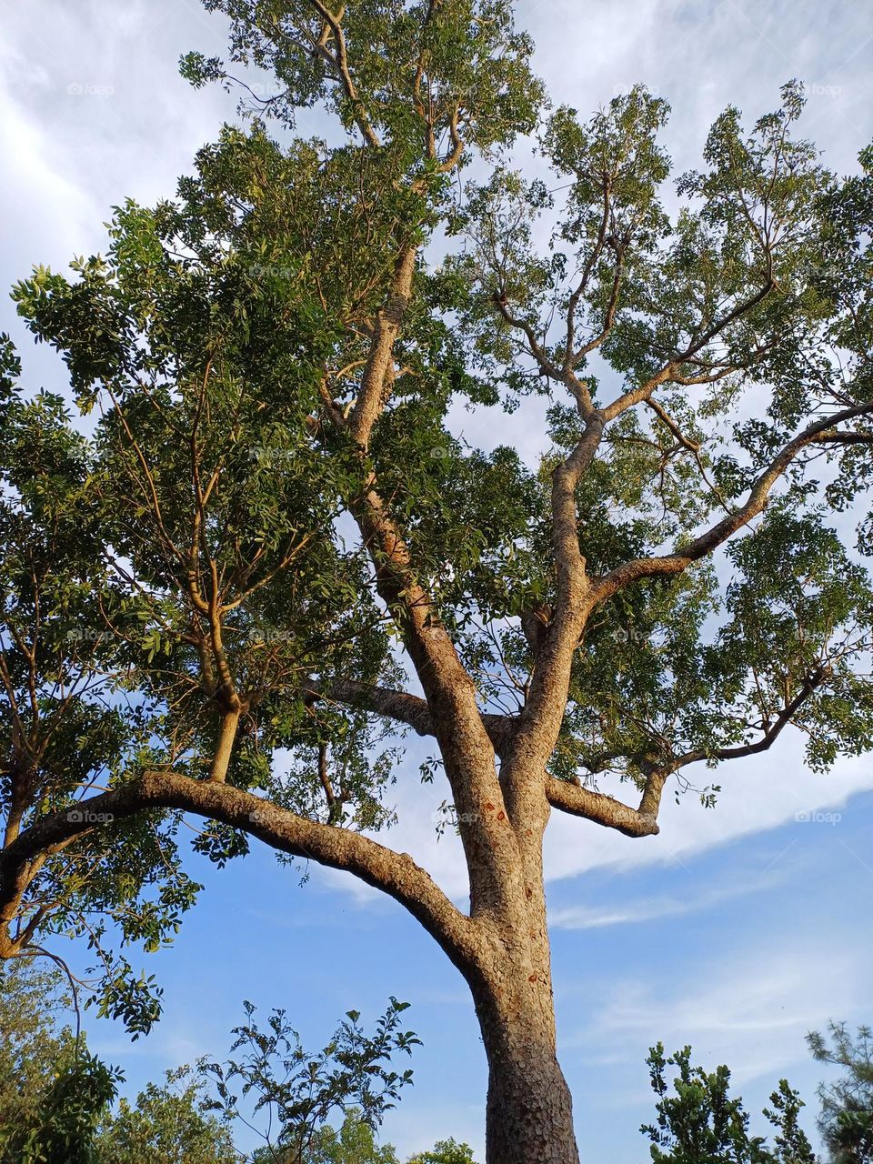 Senegal Mahogany Tree