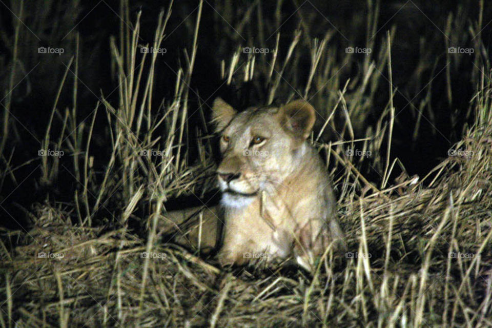 My first experience in filming wildlife in Dandar Nature Reserve in Sudan