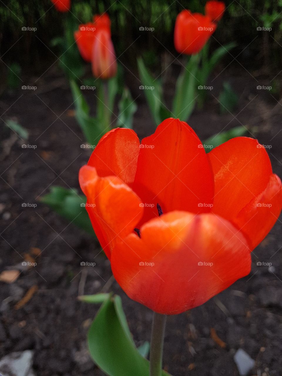tulip