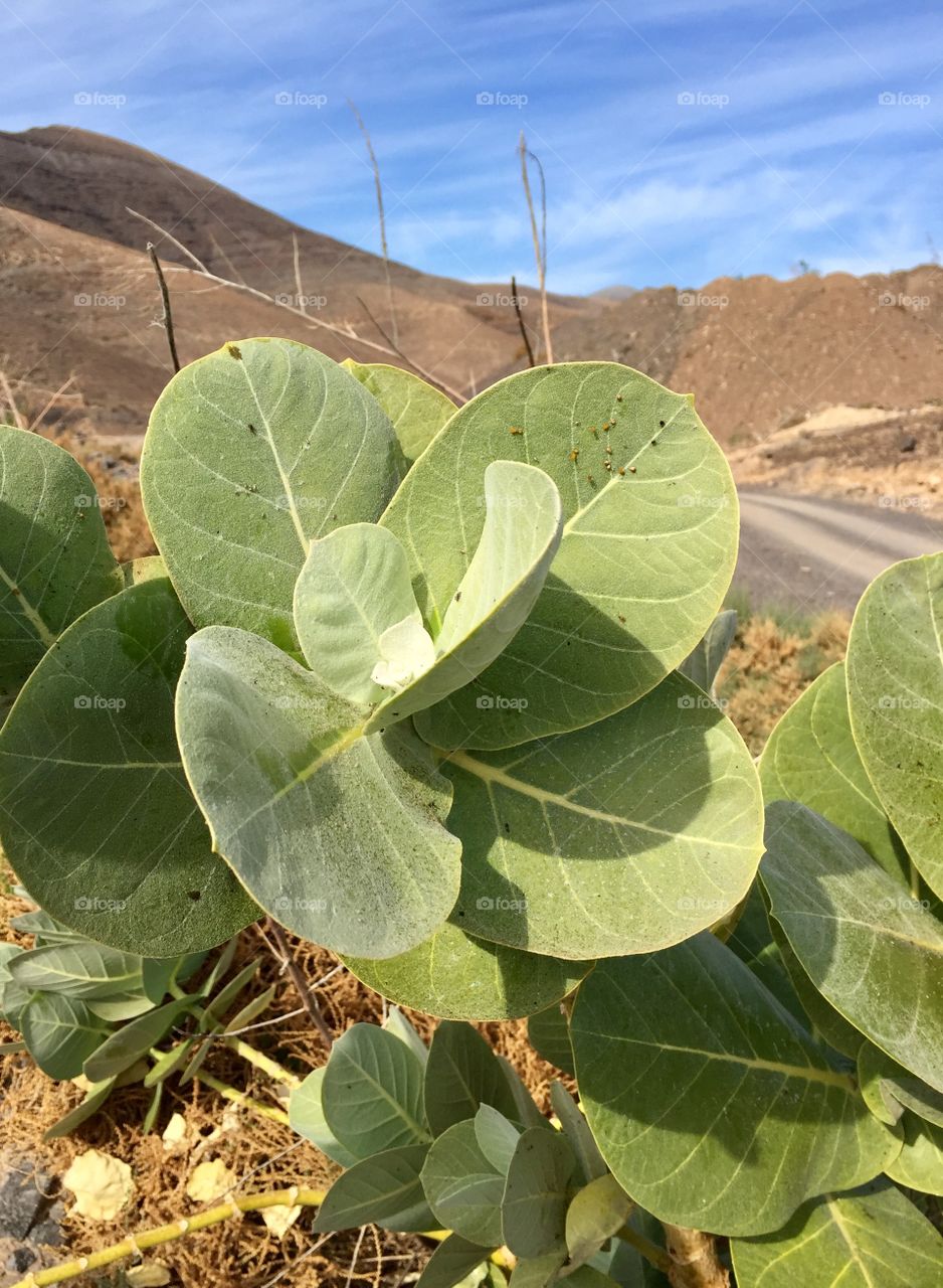 Green plant in front of mountain road