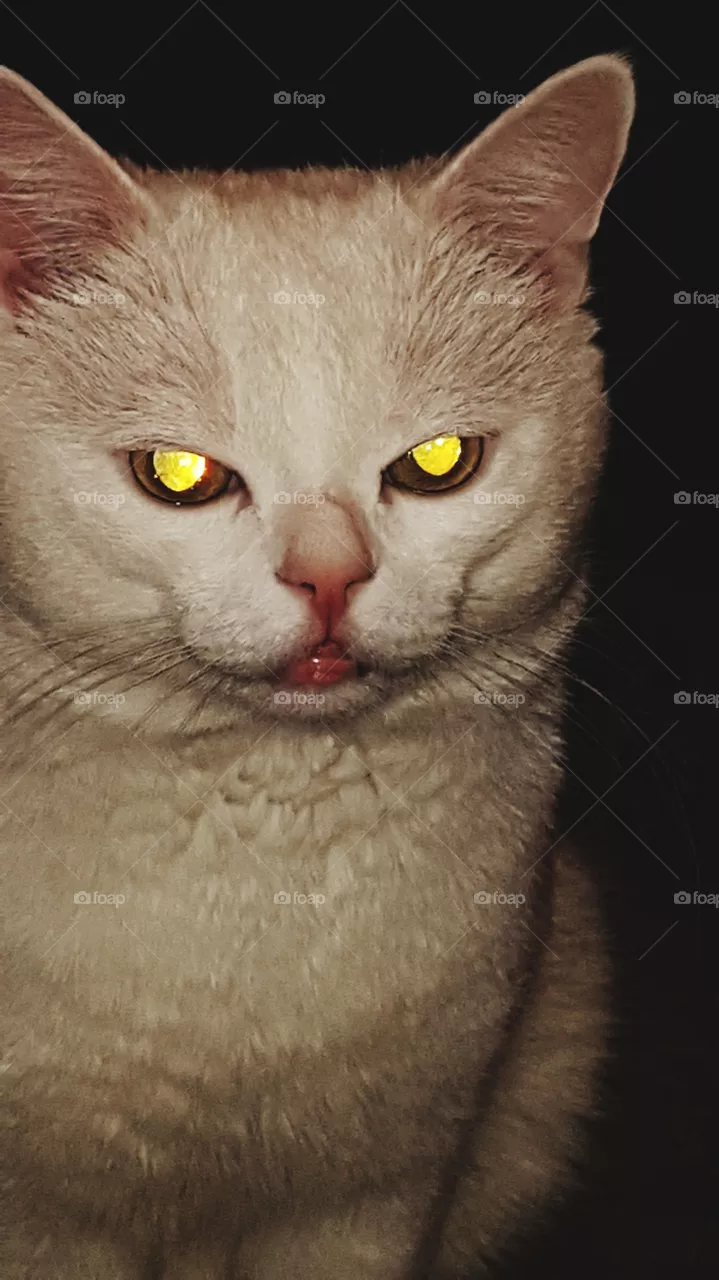 cat