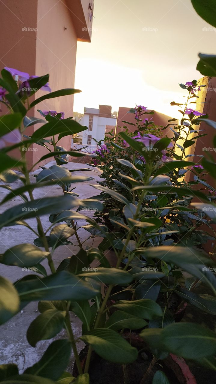 Rare monsoon sunshine sifting through the leaves