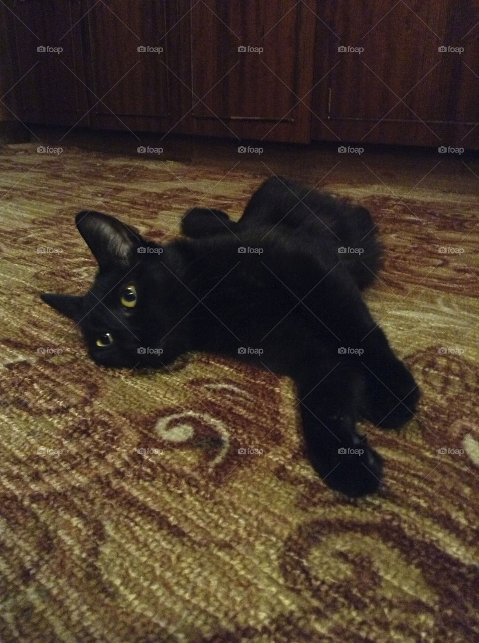 Black cat relaxing on the carpet 