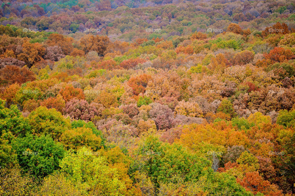 nature outdoors colors tree by refocusphoto