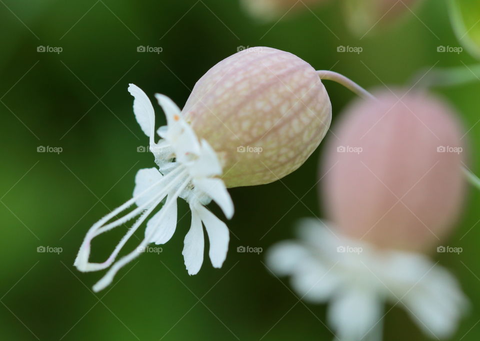 Bladder Campion