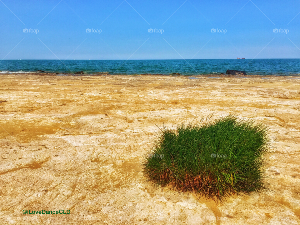 Chicago Series: A determined clump of grass on the rocky shore of Lake Michigan