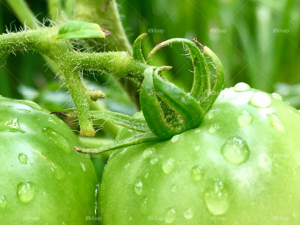 Macro green tomatoes