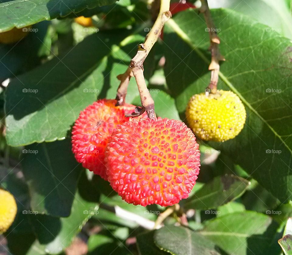 red mediteranean fruit sardinian arbutus