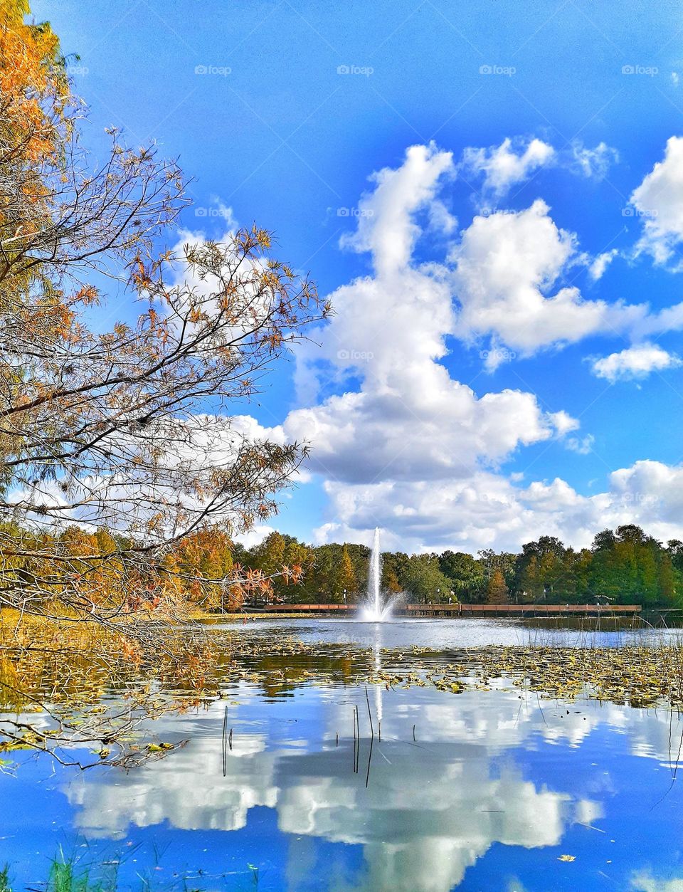 A beautiful landscape photo with blue sky and white clouds that in reflected in the water. There is a fountain in the middle of the lake. And trees with fall colors to the left of the picture and green trees across the lake at Lake Lily Park.