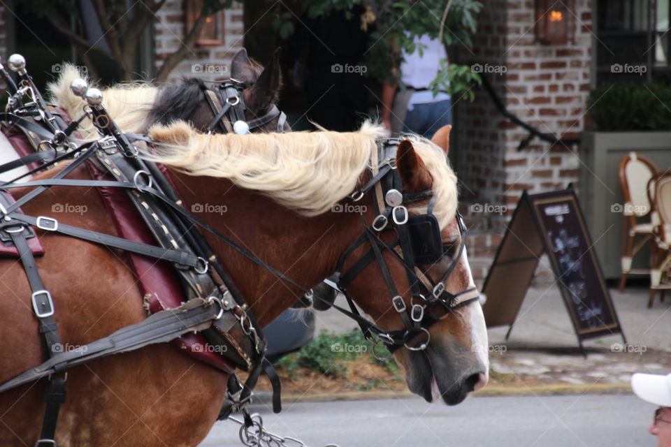 Carriage horse in Savannah 