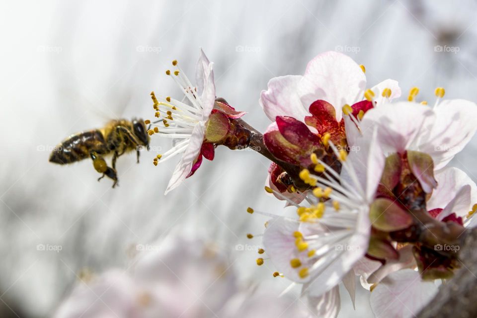 A bee flies to an apricot flower.