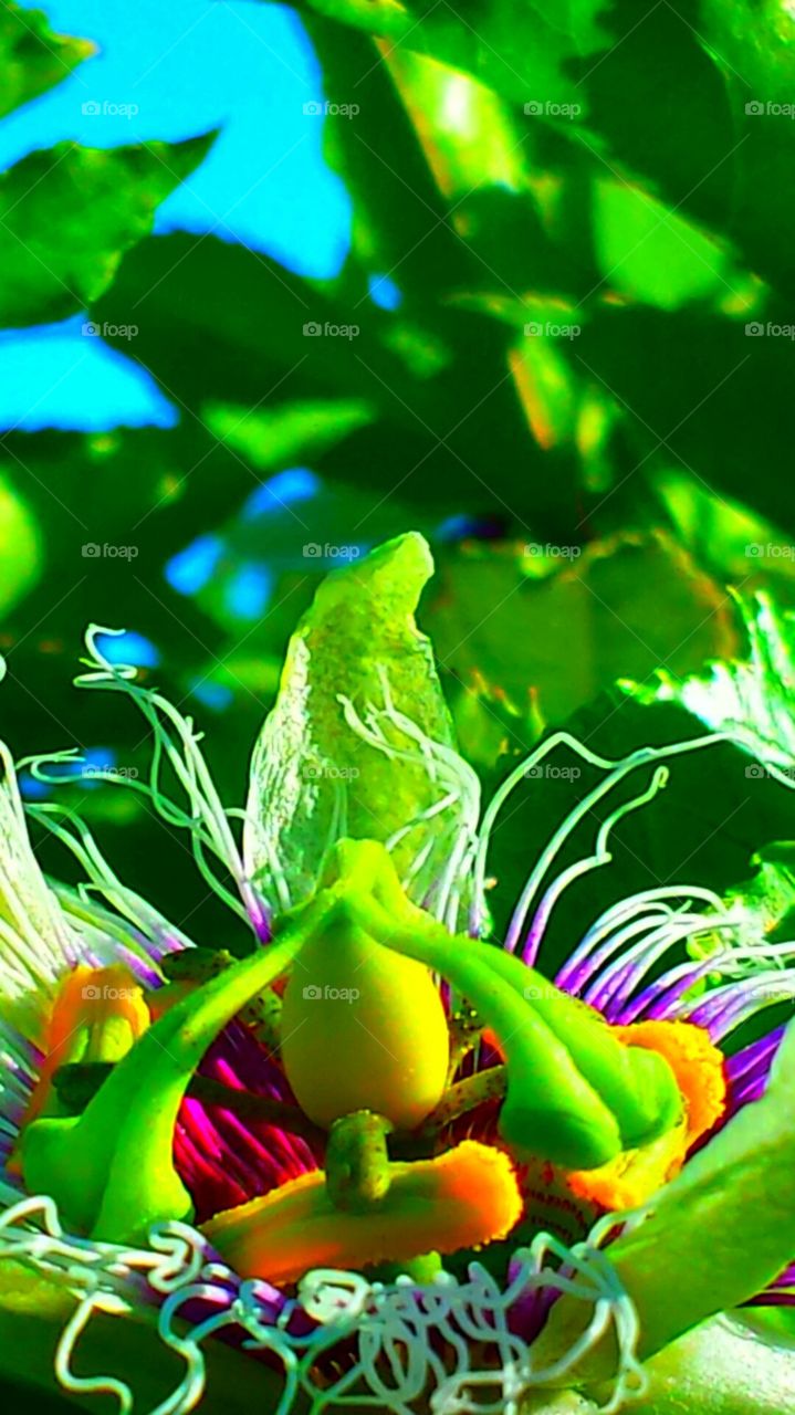 "Blooming Passion Flower"