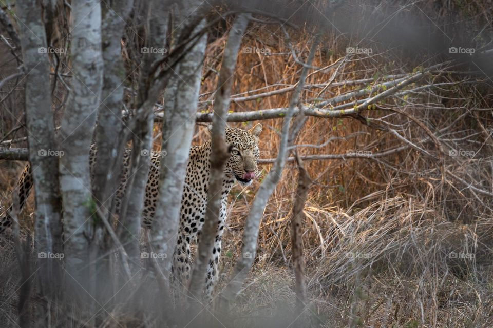 Leopard through the trees, licking it's lips