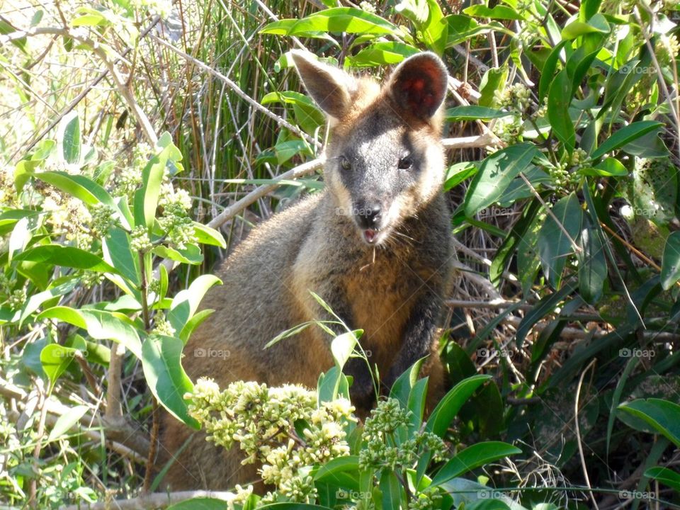 Wallaby