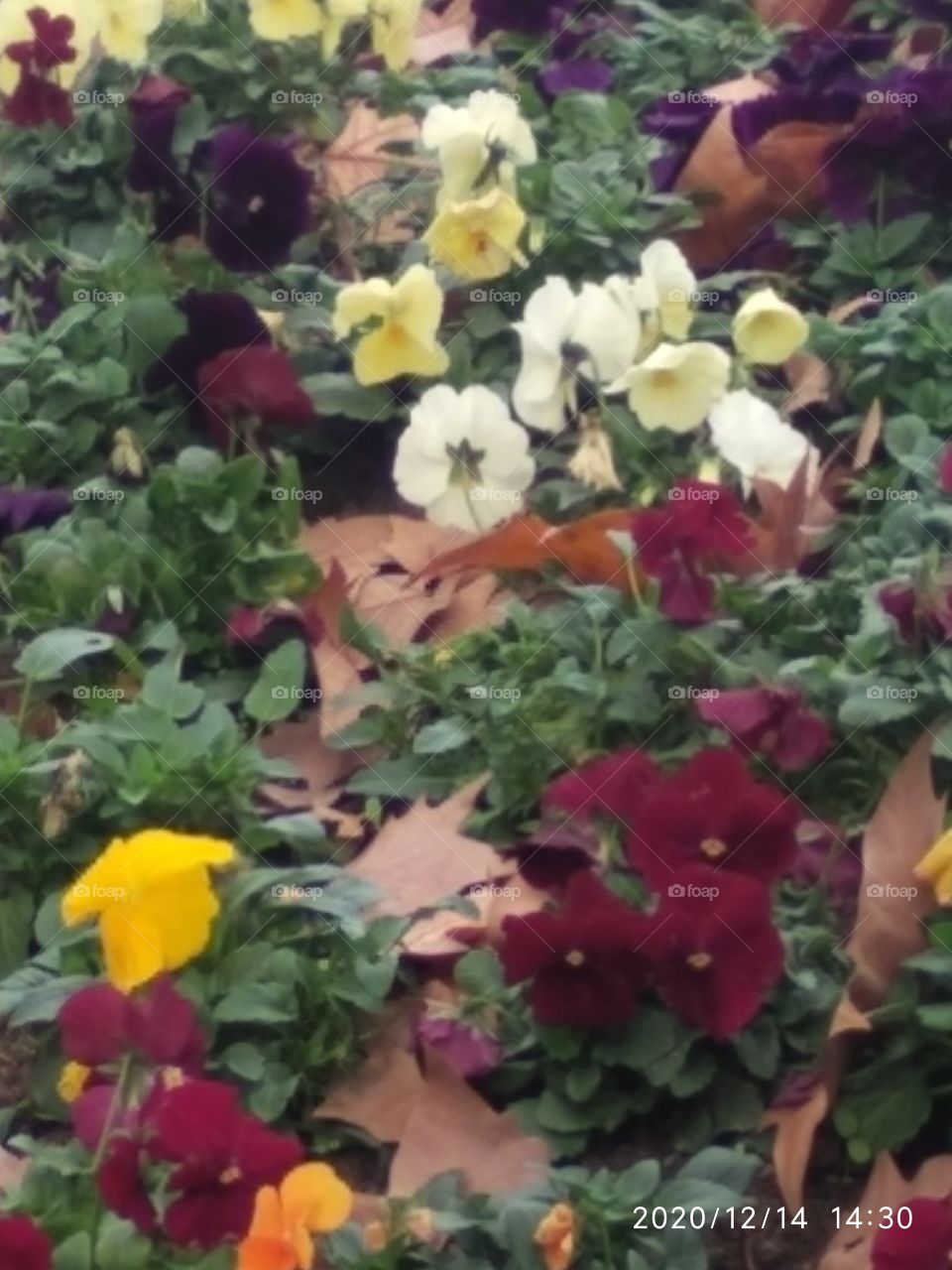 diversas flores y colores