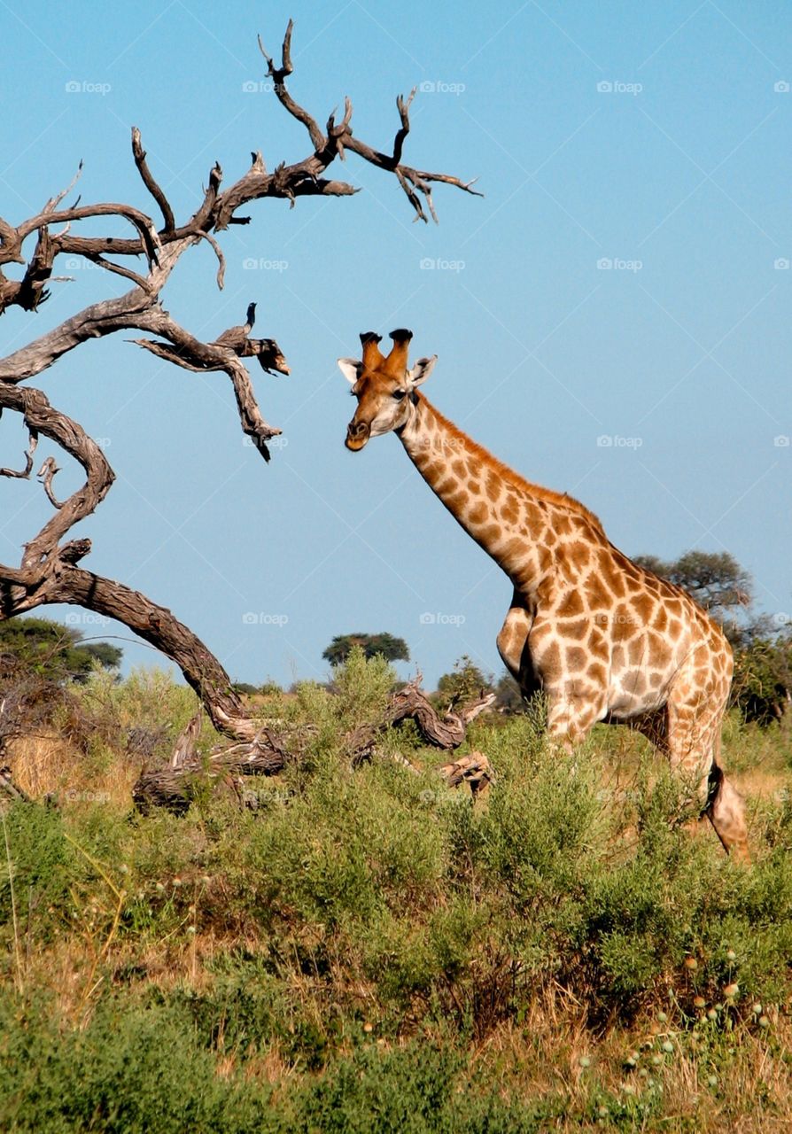 Giraffe in Botswana. Giraffe in Botswana, Africa