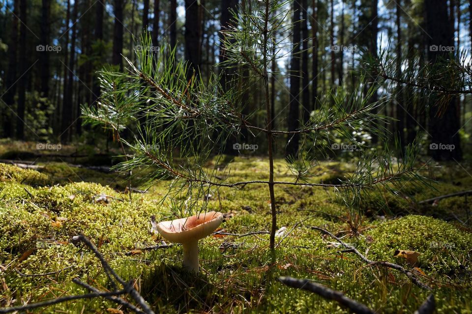 Mushroom under a tree in the forest