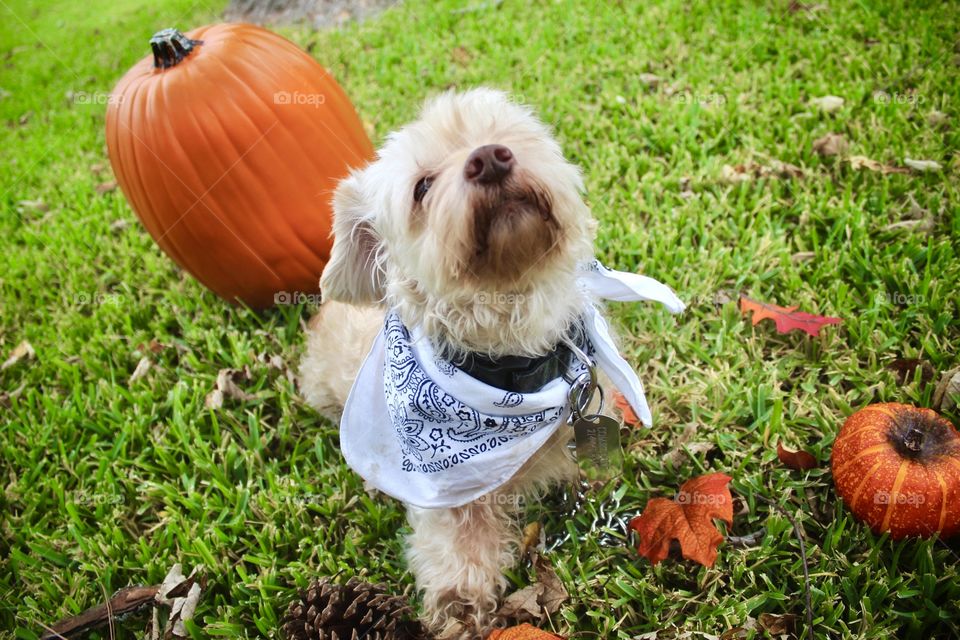 Pups, pumpkins, and leaves for fall fun!