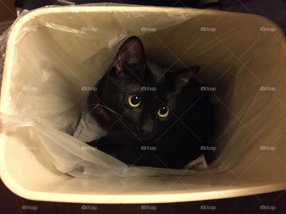 Kitten in a waste basket