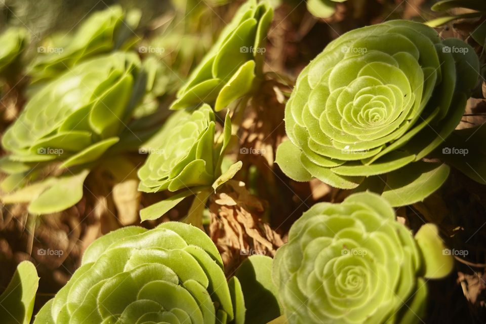 Detail of a semperiverum, a succulent plant that creates green roses typical of the Mediterranean areas.
