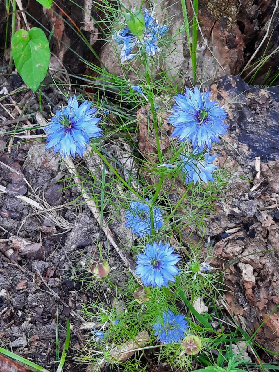 blue flowers and feathery leaves of black cumin