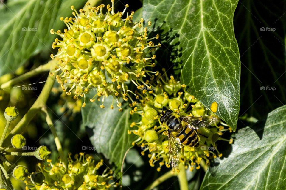 Ivy and insects