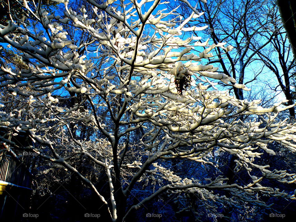 Snow Tree. Freak snowstorm in Williamsburg.