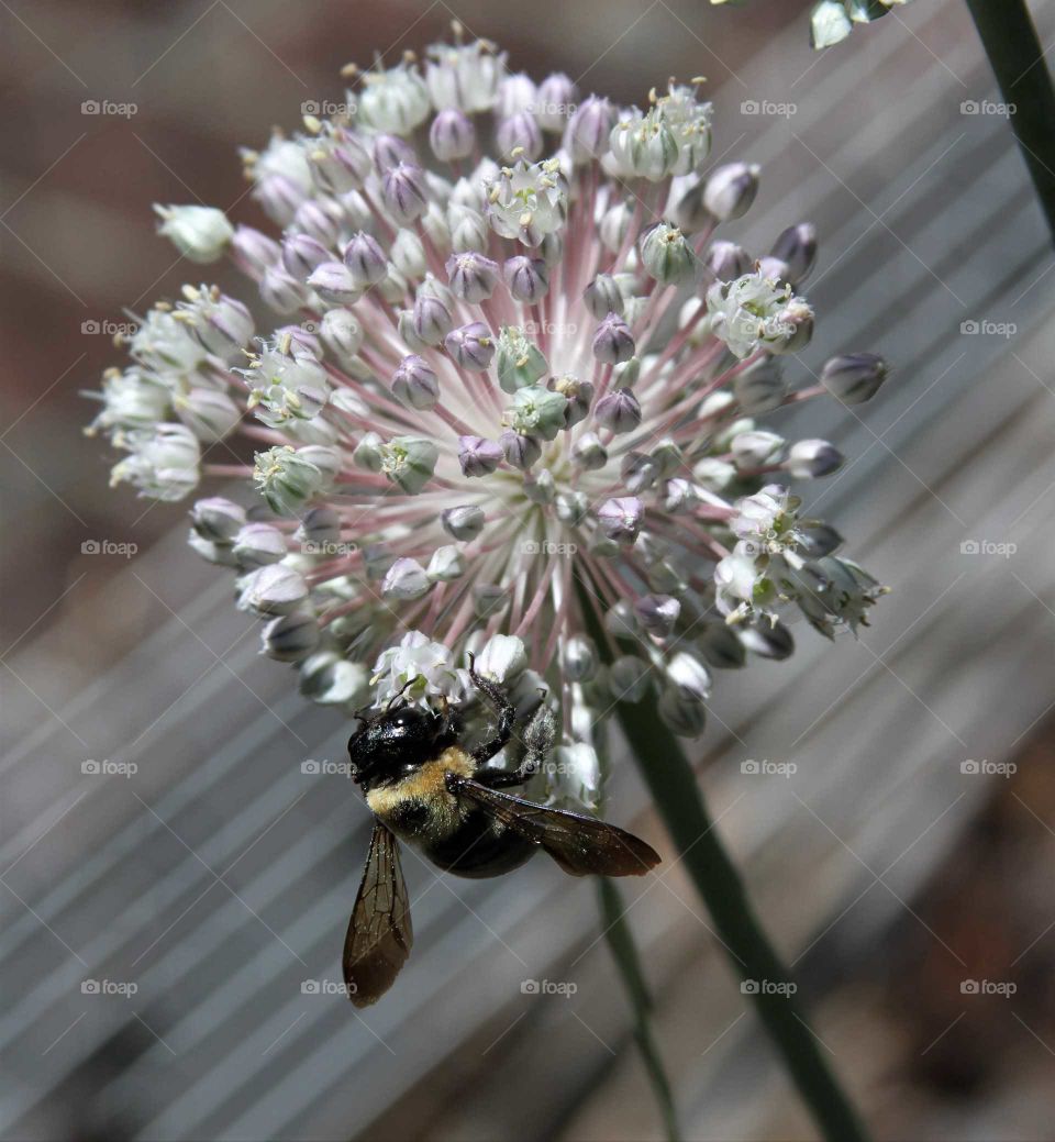 bee on leek flower.