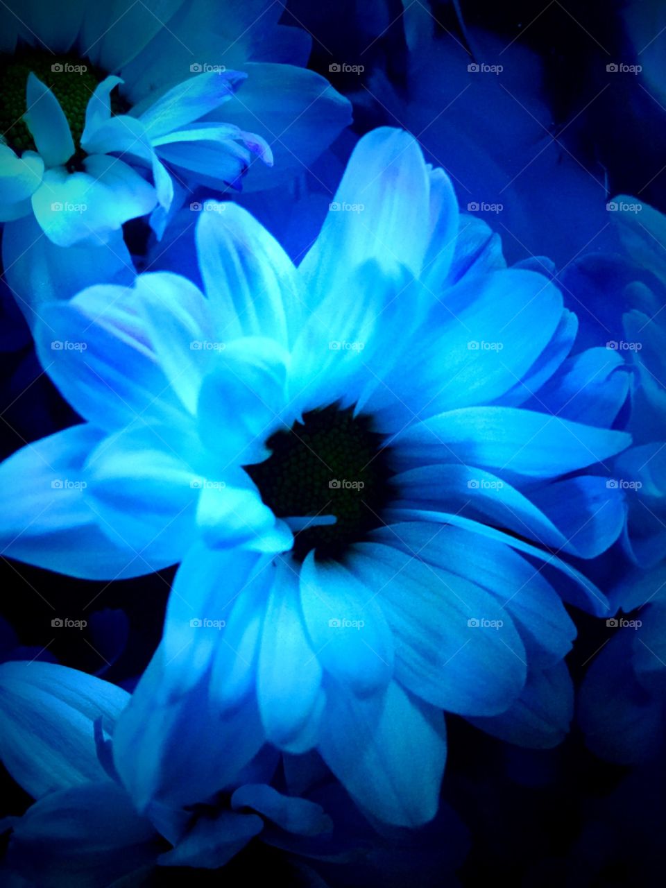 Blue Flower