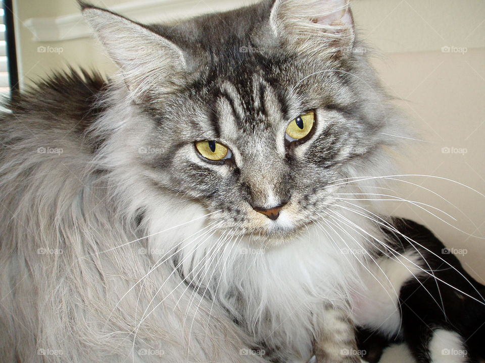 Grey Maine Coon