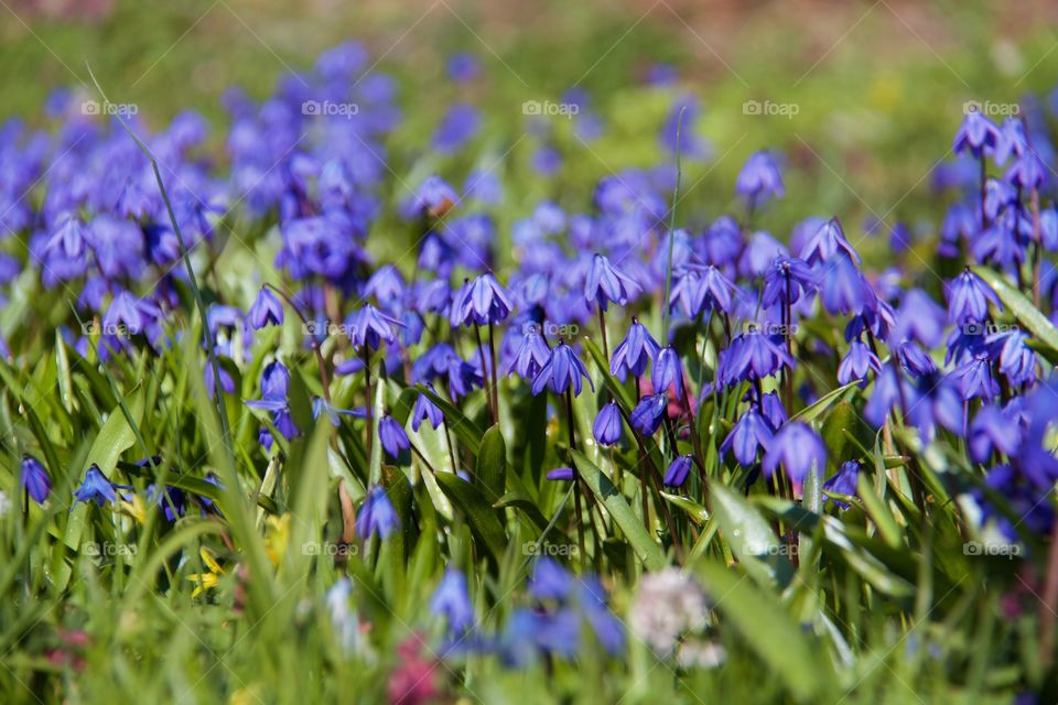 Scilla flower field