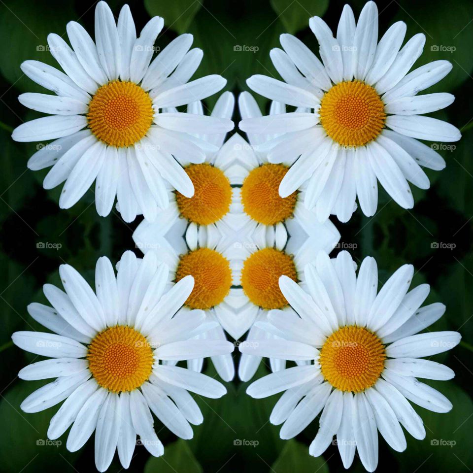 photo creation Daisy