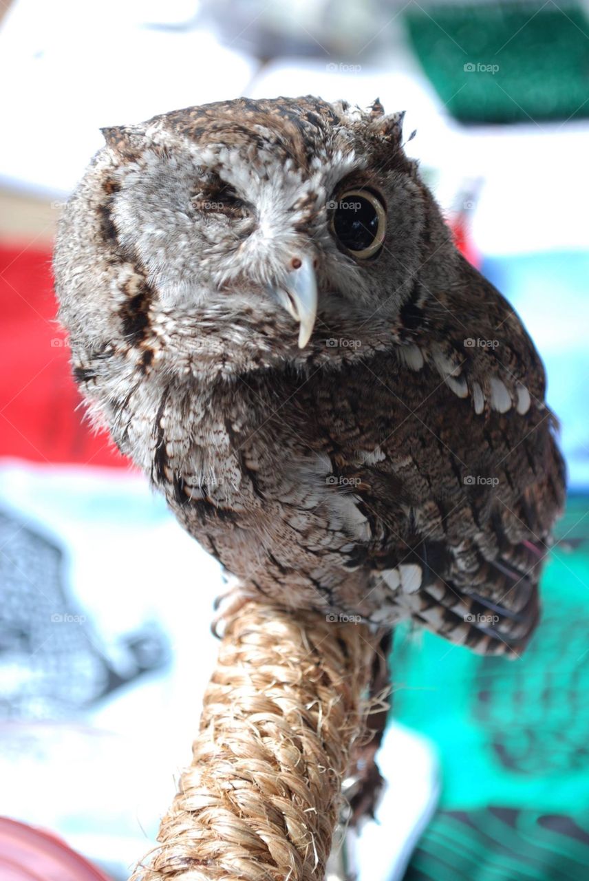 One-Eyed Owl