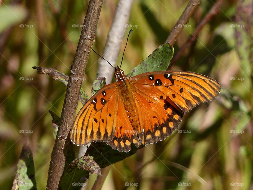 Butterfly in forest 