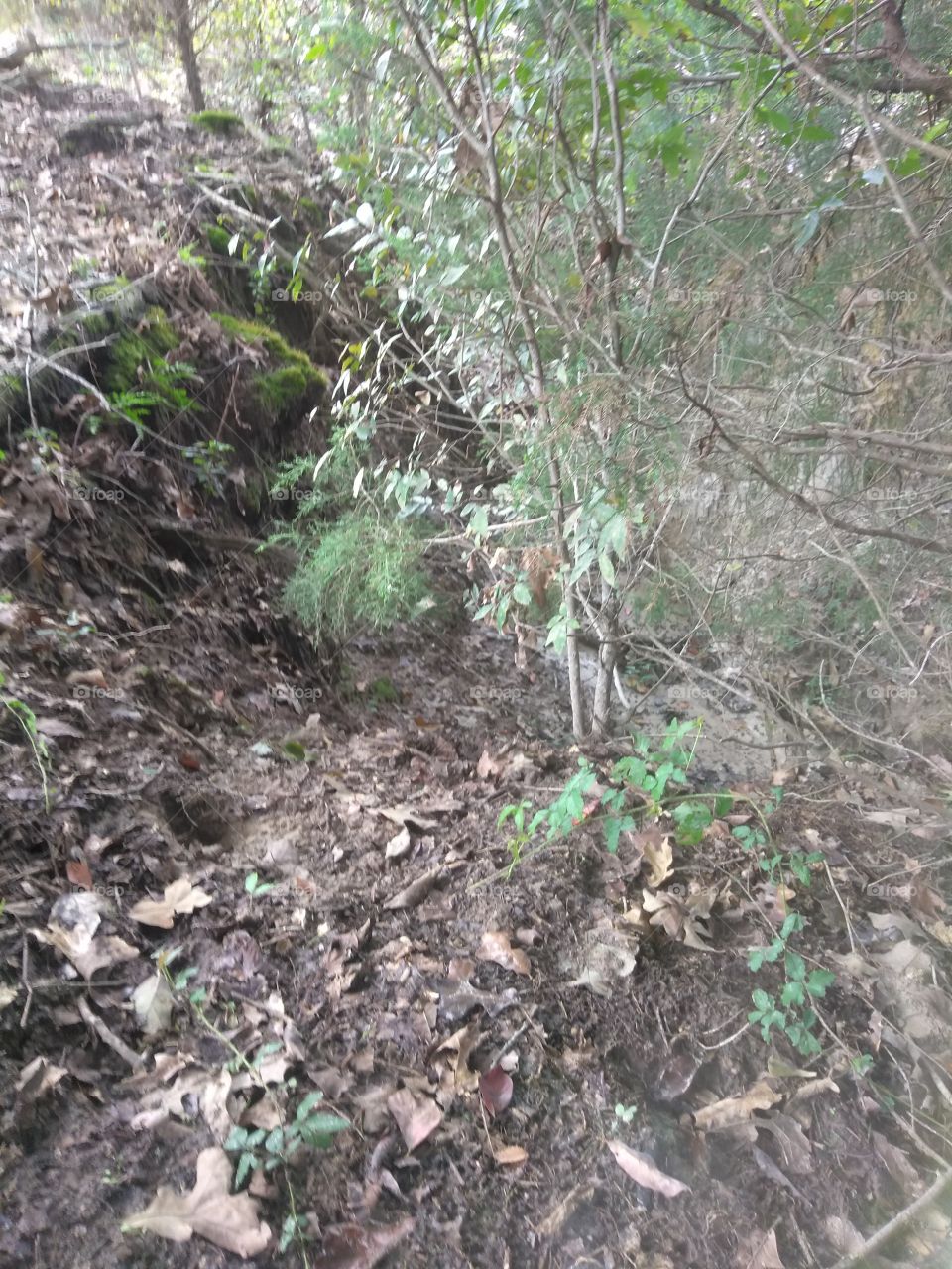 awesome trail down into the spring just watch out for the branches