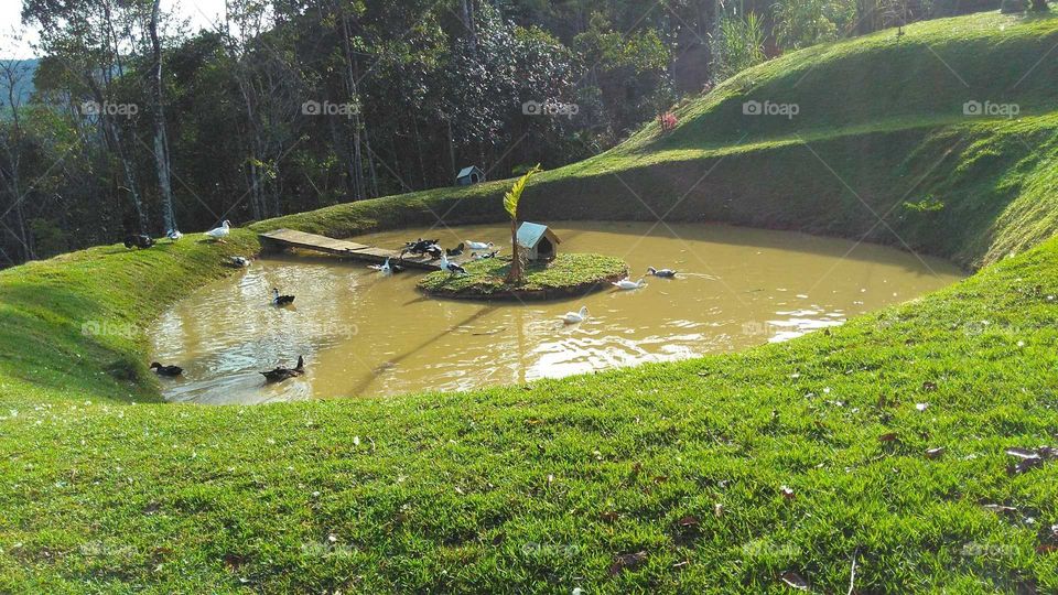 patos na água do açude