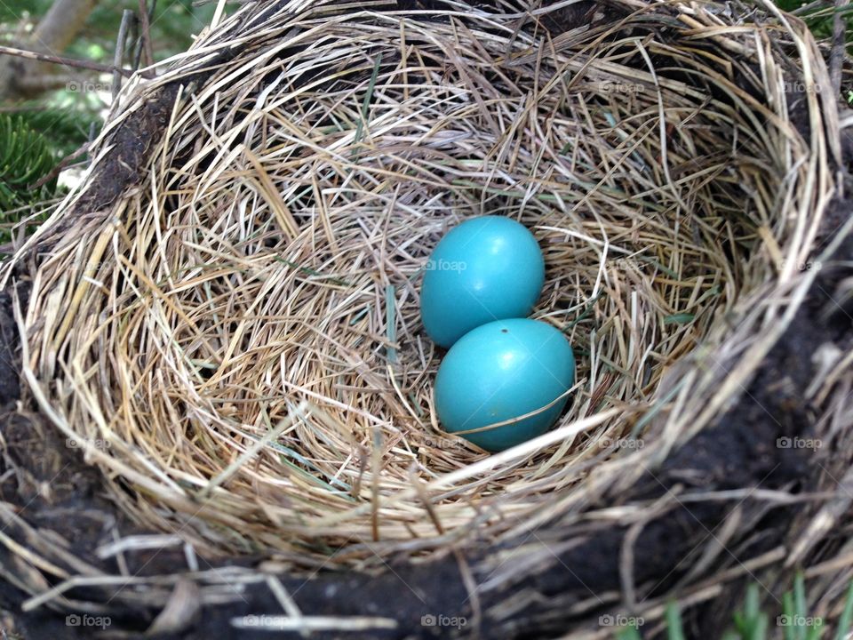 Pretty Pair of Blue Robin Eggs laying ever so perfect in the nest. 
